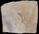 Permian Branchiosaur (Amphibian) Fossil - Germany #63605-1